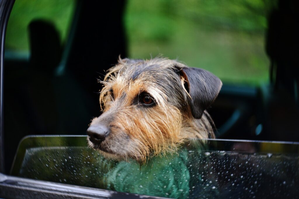 dog, pet, portrait-4552100.jpg