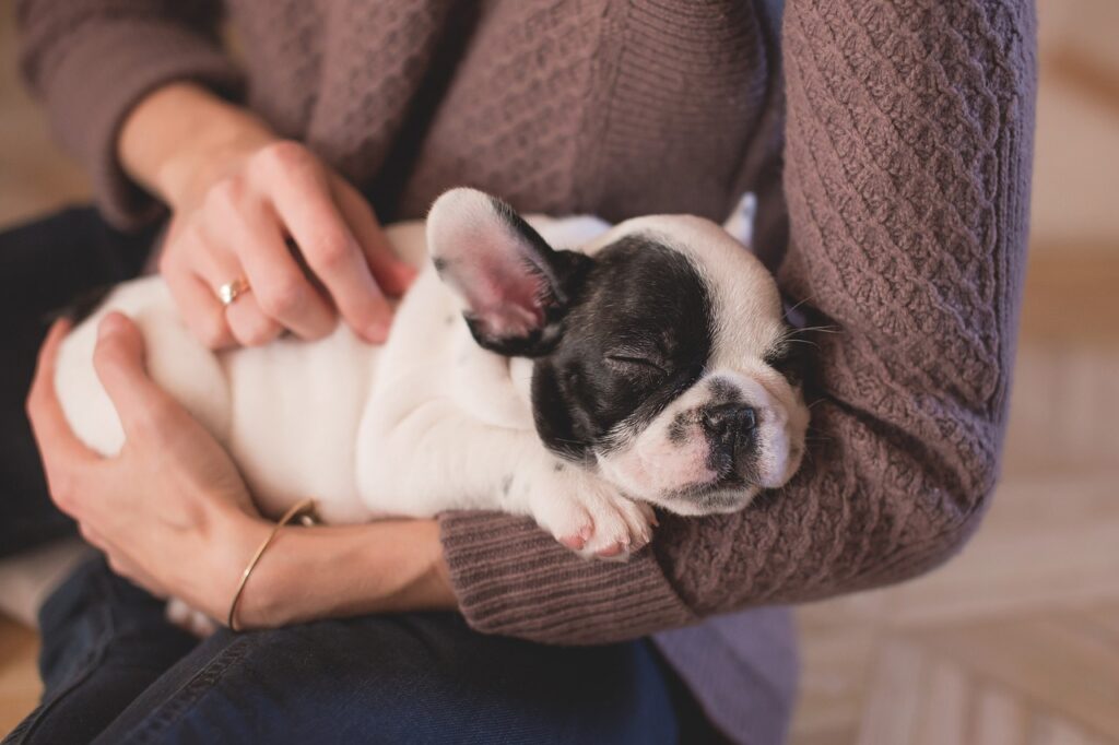 bulldog, puppy, pet-1846380.jpg