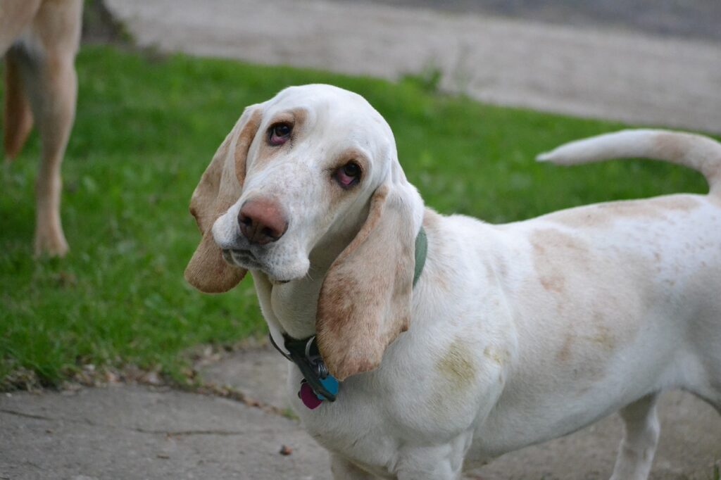 dog, nature, basset hound-2409850.jpg