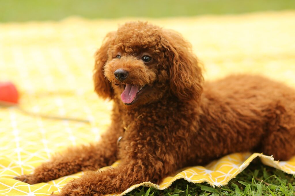 dog, puppy, poodle-5987025.jpg