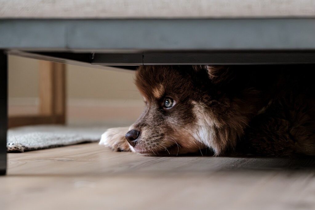 finnish lapphund, dog, nature-8355620.jpg