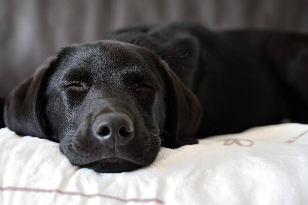 labrador retriever, dog, pet-7004193.jpg